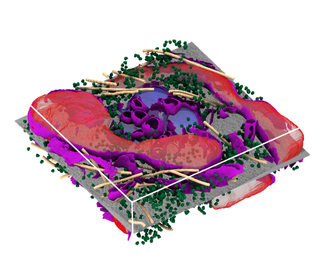 cryoET data visualized with copick