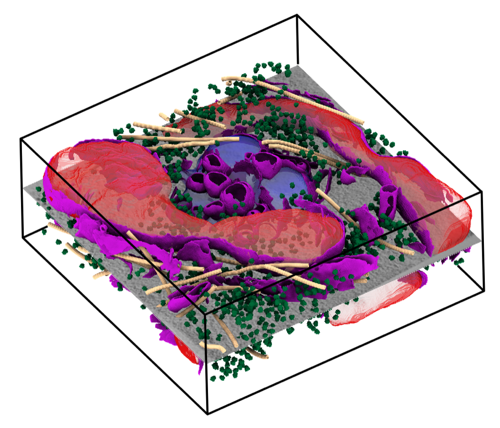 cryoET data visualized with copick