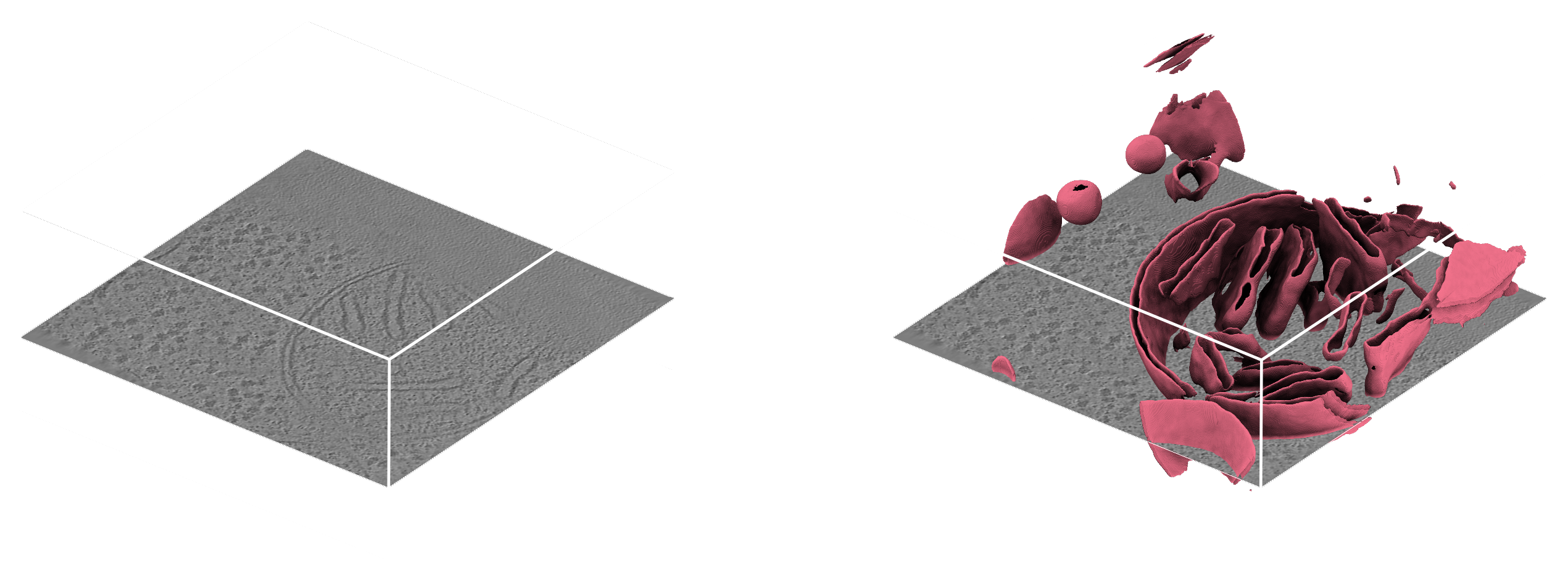 membrain-seg input and output