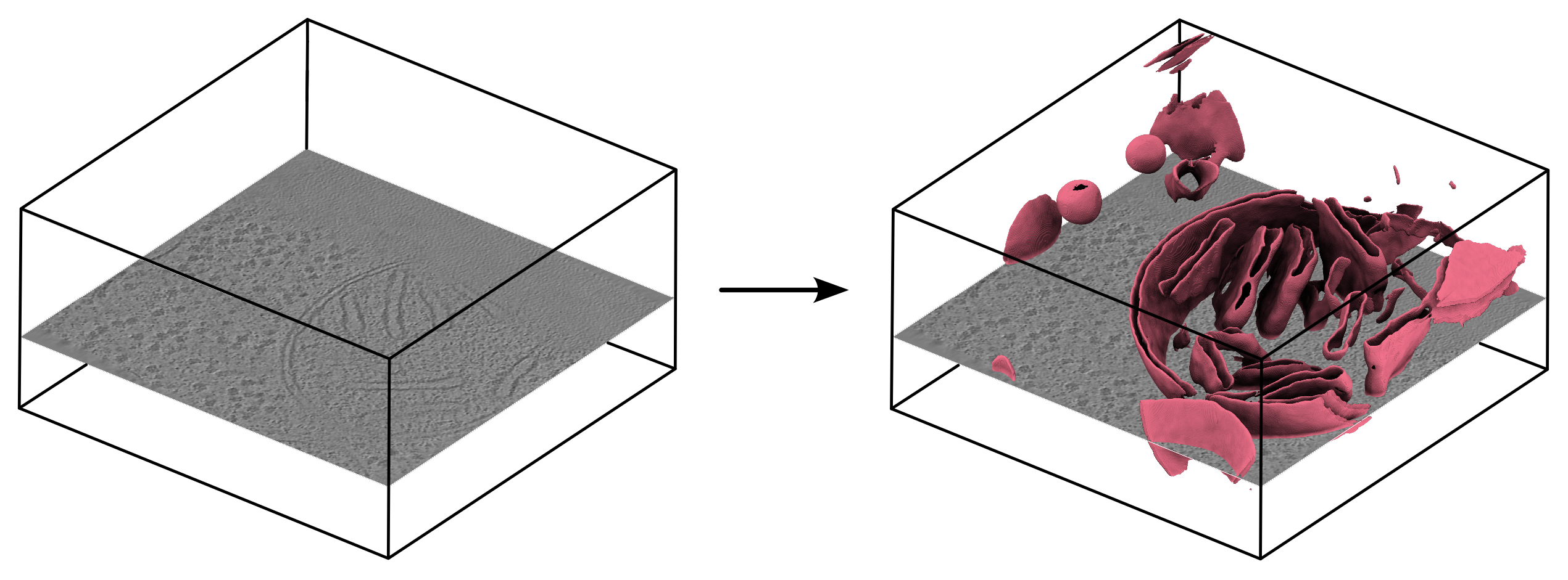 membrain-seg input and output