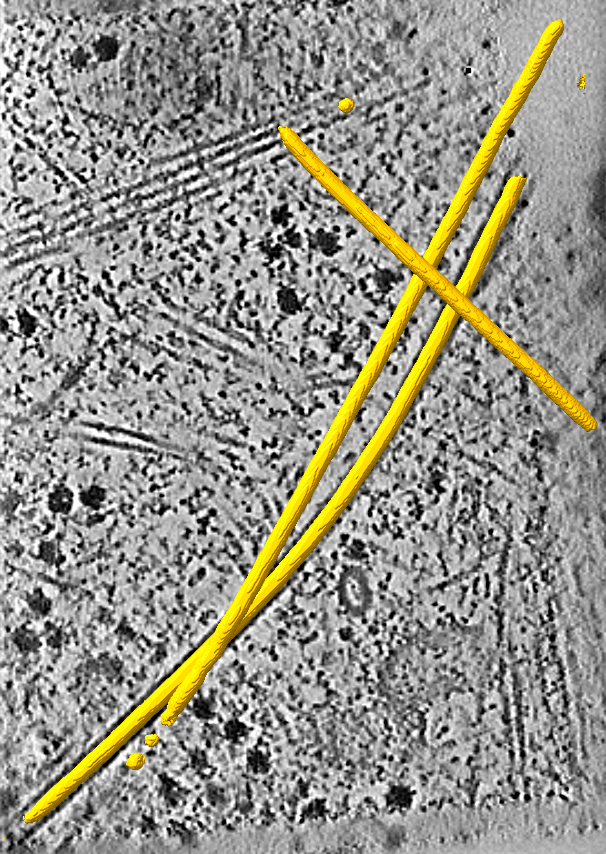 easymode microtubule segmentation