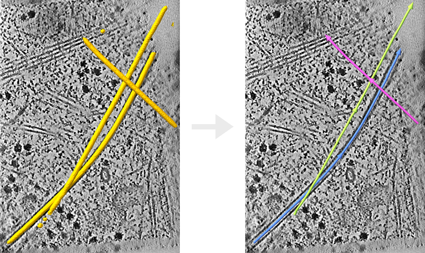 Tracing microtubules
