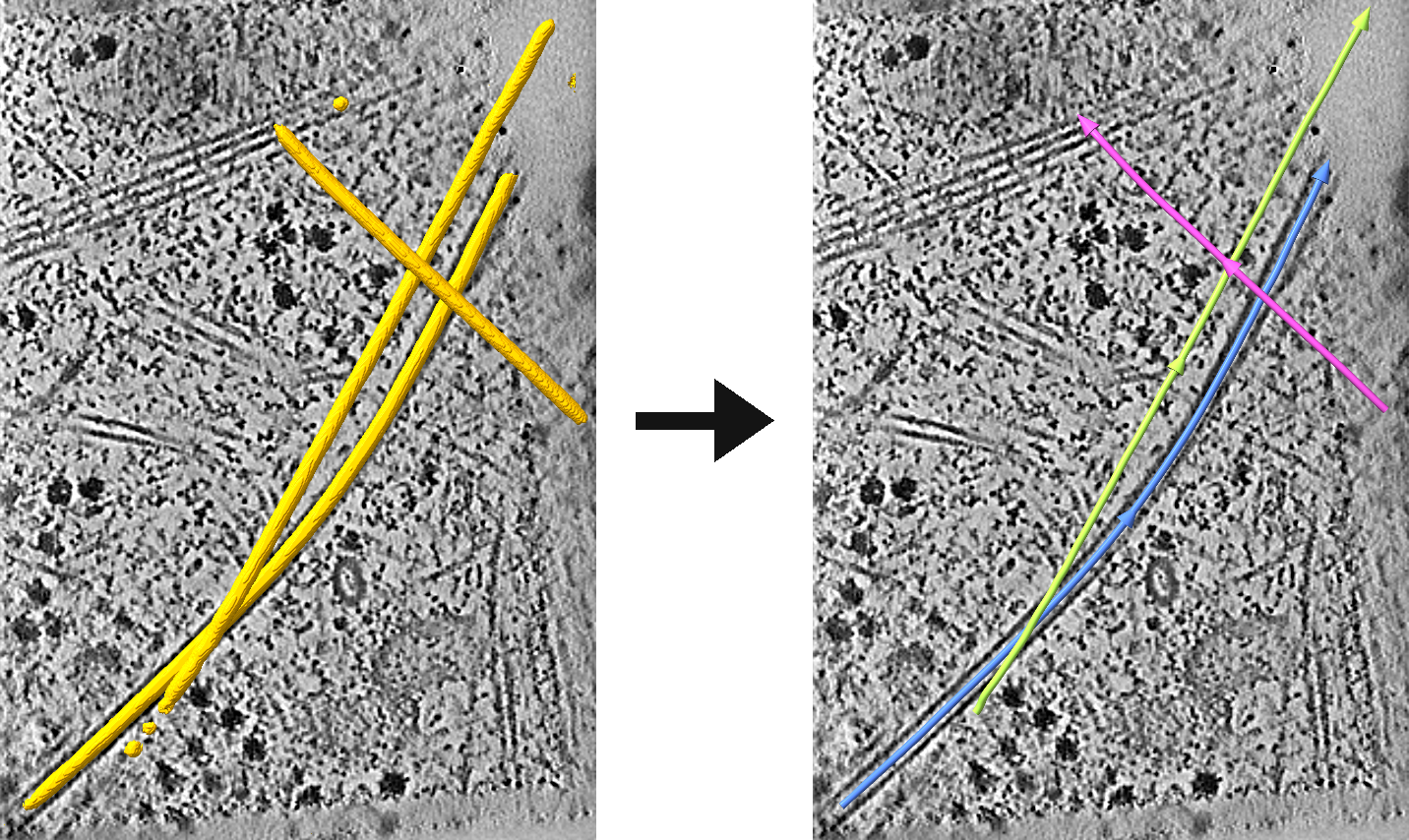 Tracing microtubules